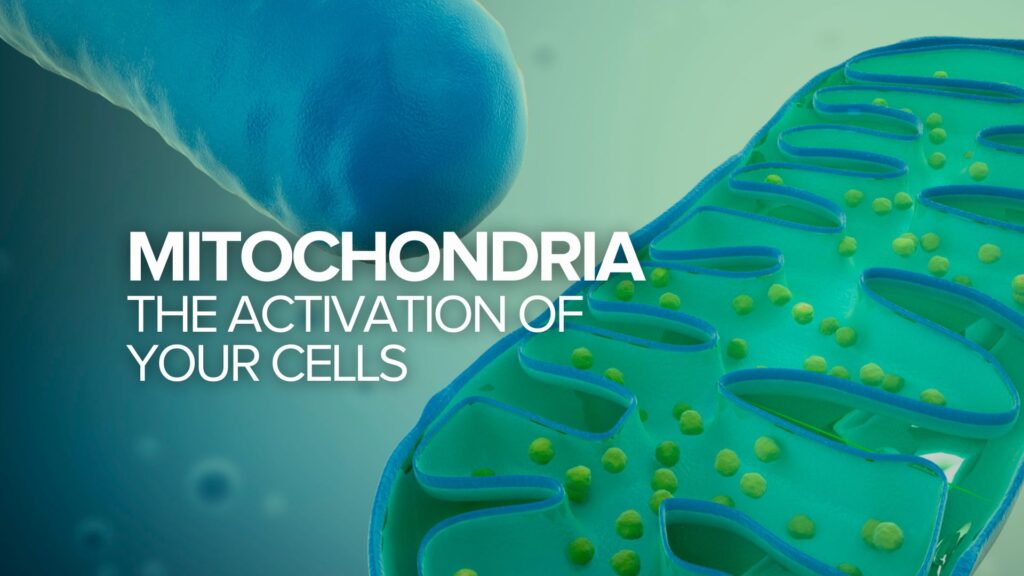 Mitochondria: The Activation of Your Cells Mitochondria: The Activation of Your Cells
