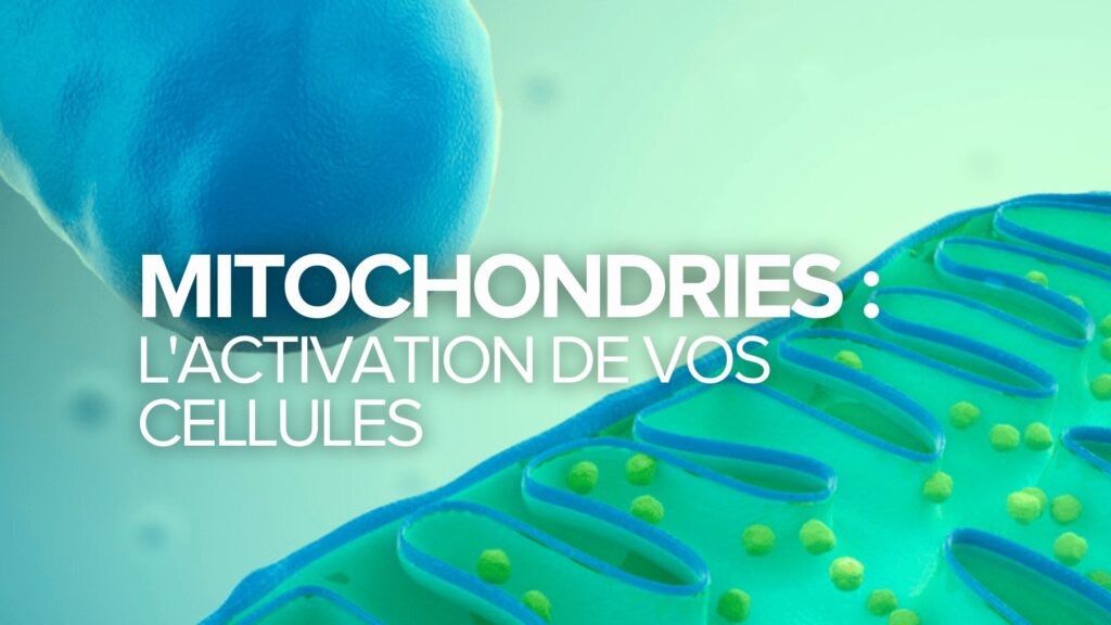 Les mitochondries : L’activation de vos cellules Les mitochondries : L’activation de vos cellules