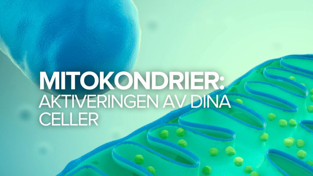 Mitokondrierna: Aktiveringen av dina celler Mitokondrierna: Aktiveringen av dina celler