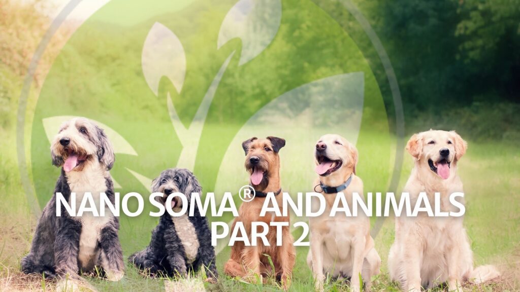 NANO SOMA® și animalele Partea 2 NANO SOMA® și animalele Partea 2