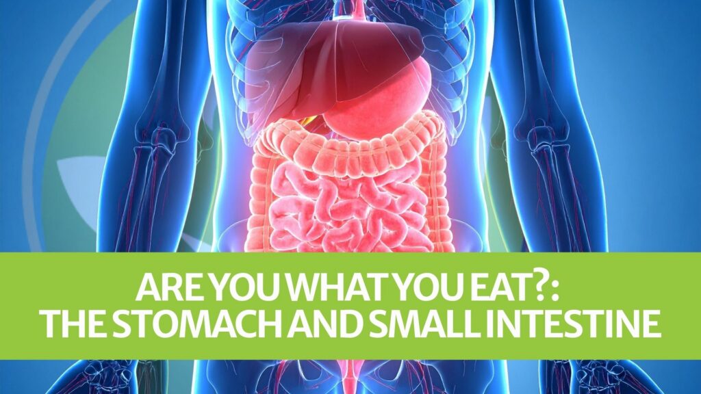 Are You What You Eat?: The Stomach and Small Intestine