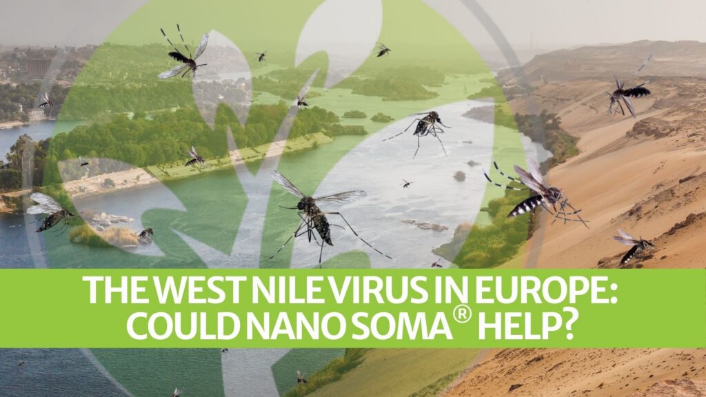 The West Nile Virus in Europe: Could NANO SOMA® Help? The West Nile Virus in Europe: Could NANO SOMA® Help?